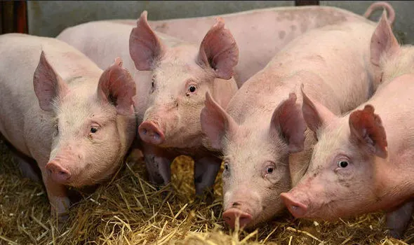 Pesta porcină africană, depistată la Carniprod Tulcea! Autoritățile, în alertă maximă!