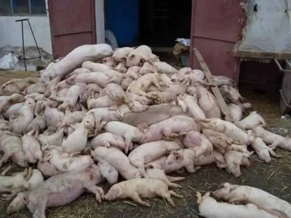 Pestă porcină africană confirmată şi ultimul complex de creştere a porcilor din judeţul Tulcea!