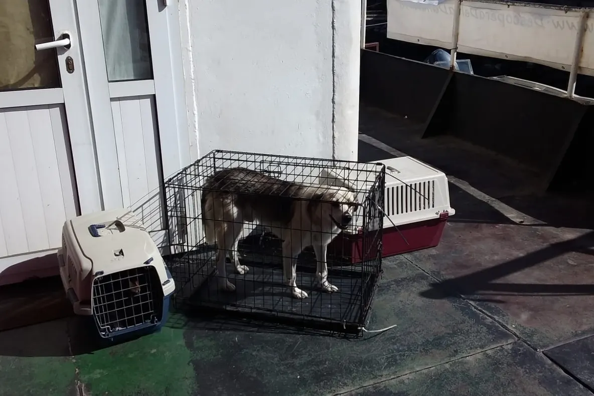 La Sulina, s-a încheiat campania de sterilizare a câinilor