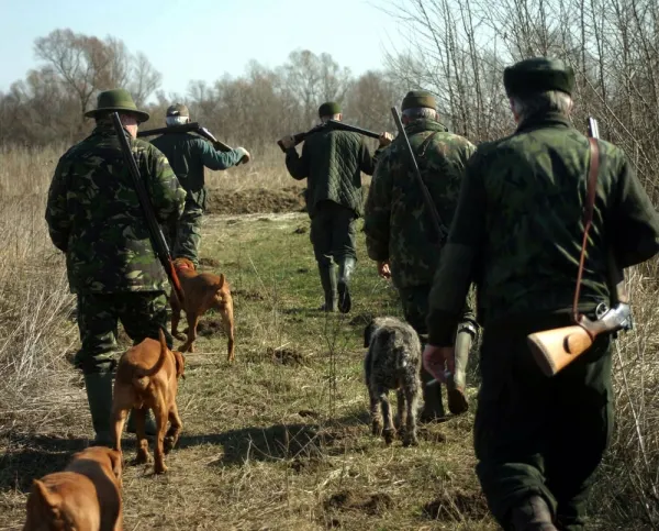 Vânătoare de pomană: Nici urmă de mistreţi în deltă de trei luni!