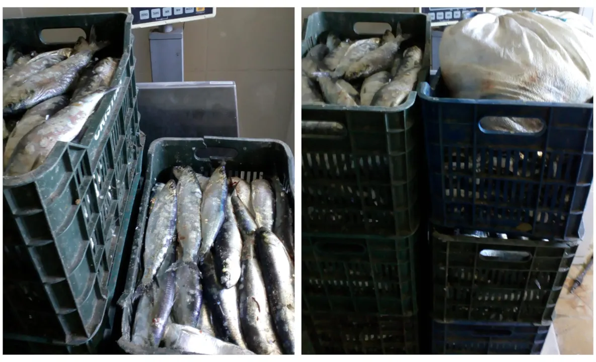 Peste 200 de kilograme de peşte, transportate fără documente legale!
