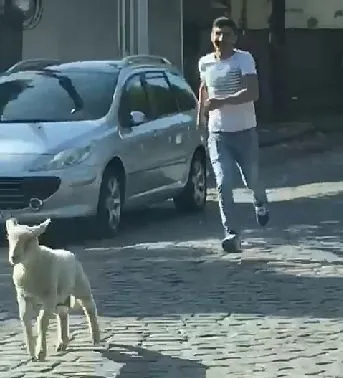 Tulcea, sat urban: A scăpat mielul pe strada Mahmudiei, aproape de Km 0