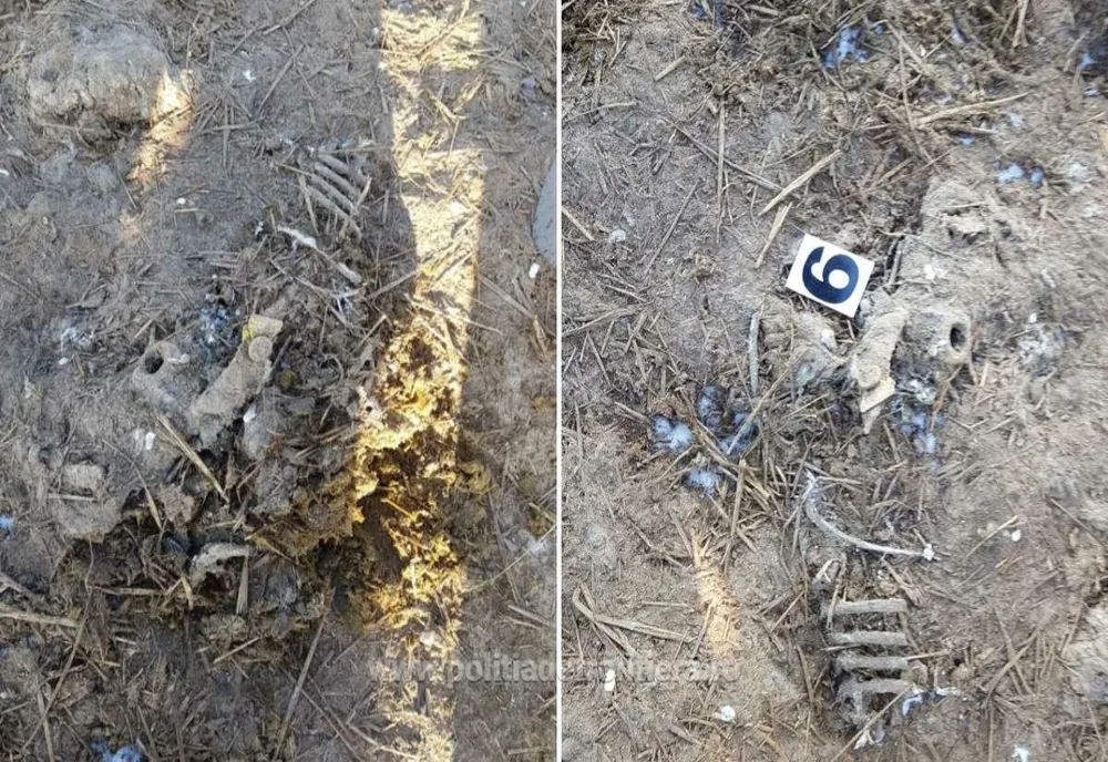  Deșeurile de animale îngropate pe un teren din Tulcea, vor fi incinerate. Zona va fi decontaminată și ecologizată
