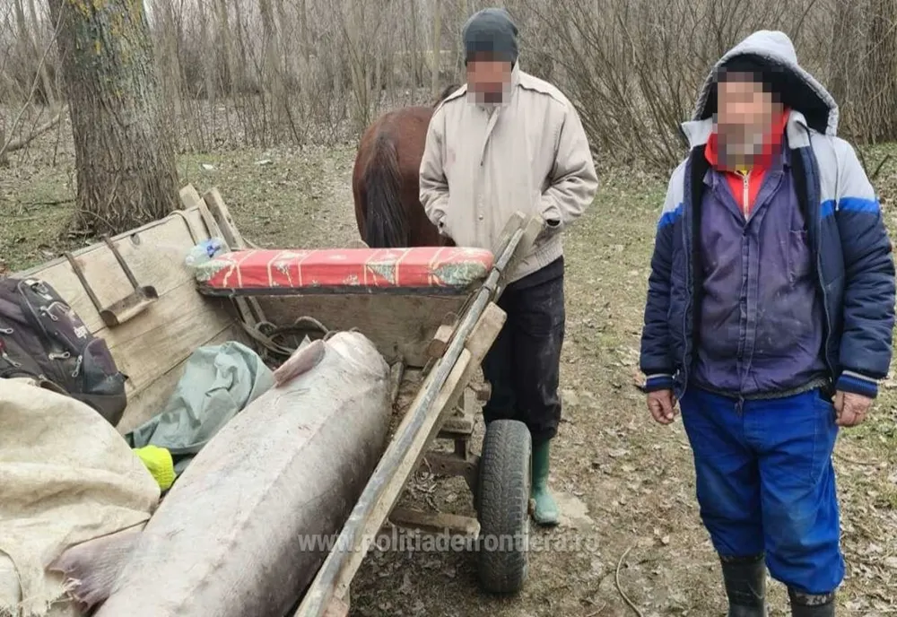 FOTO VIDEO Prinși cu un sturion de 140 kg în căruță!