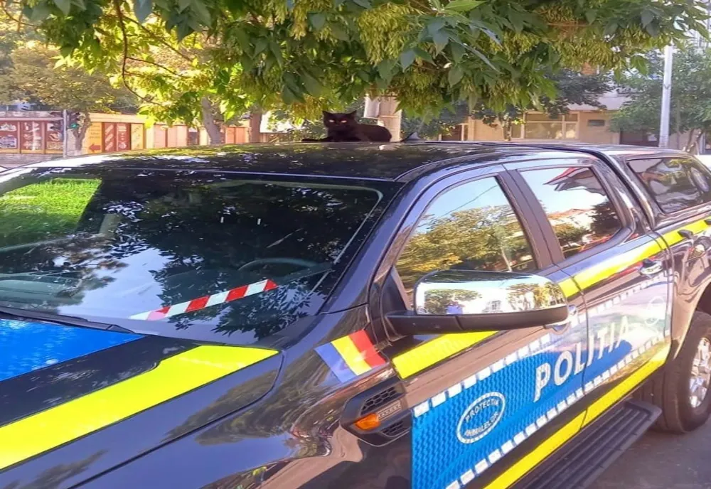Zi cu ghinion pentru un bărbat din Valea Teilor. De ce s-a ales cu dosar penal