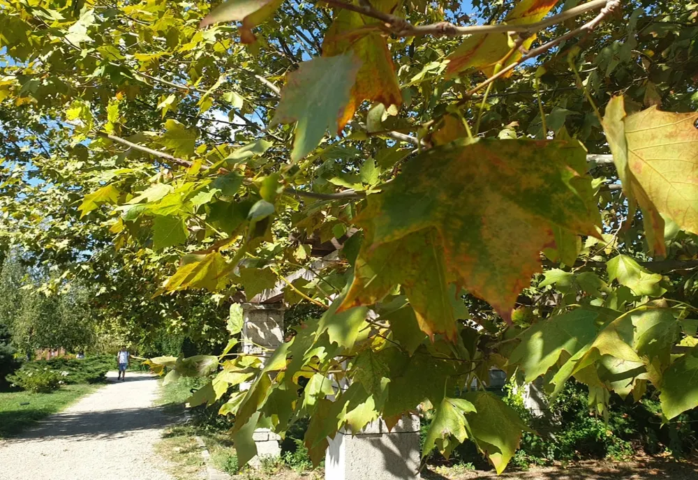 Vremea 25 septembrie. Temperaturi ridicate în cea mai mare parte a țării