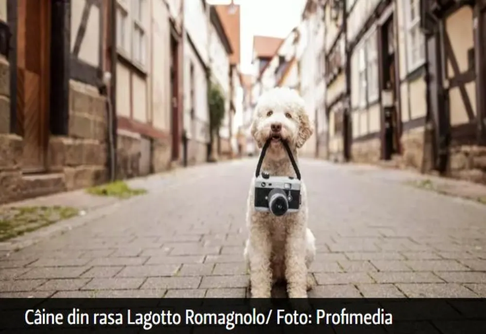 Top 4 rase de câini care nu lasă păr! Sunt perfecte pentru cei cu alergii - Imagini incredibile: zici că sunt jucării!