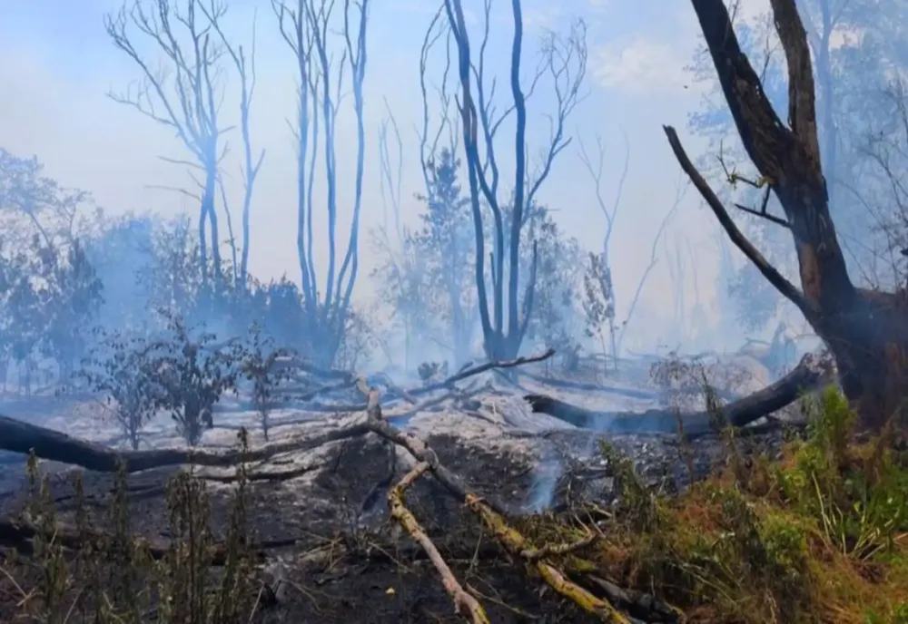 INCENDIUL URIAȘ DIN CHILIA, PROVOCAT CEL MAI PROBABIL DE O PASĂRE ELECTROCUTATĂ