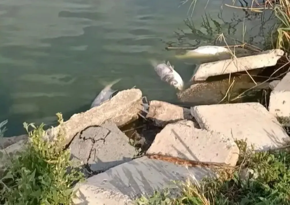 Mai muți pești morți au fost descoperiți într-un lac din Constanța