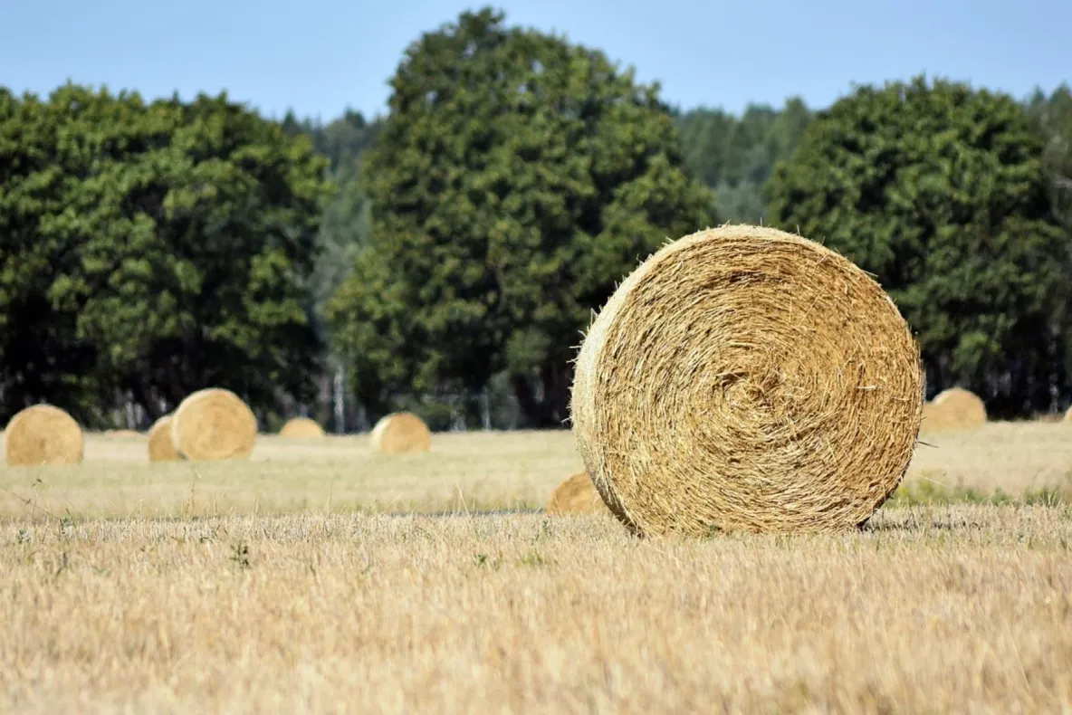 Aproape 179 de hectare din Delta Dunării ar putea intra în circuitul agricol
