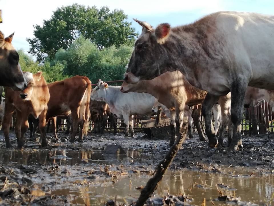 Prinse la mijloc: Zeci de bovine închise în oborul de gloabe din Pardina!