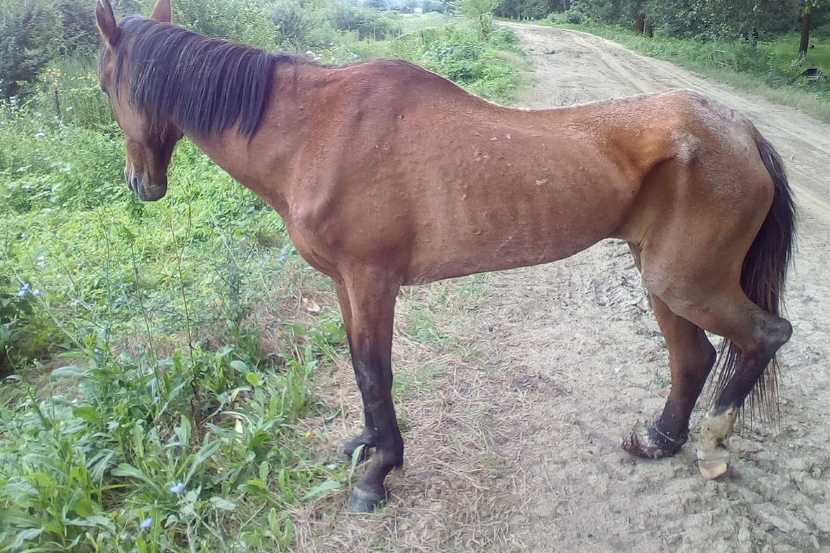 Un cal bolnav, numai piele şi os, abandonat la Tudor Vladimirescu. Autorităţile sunt nepăsătoare!