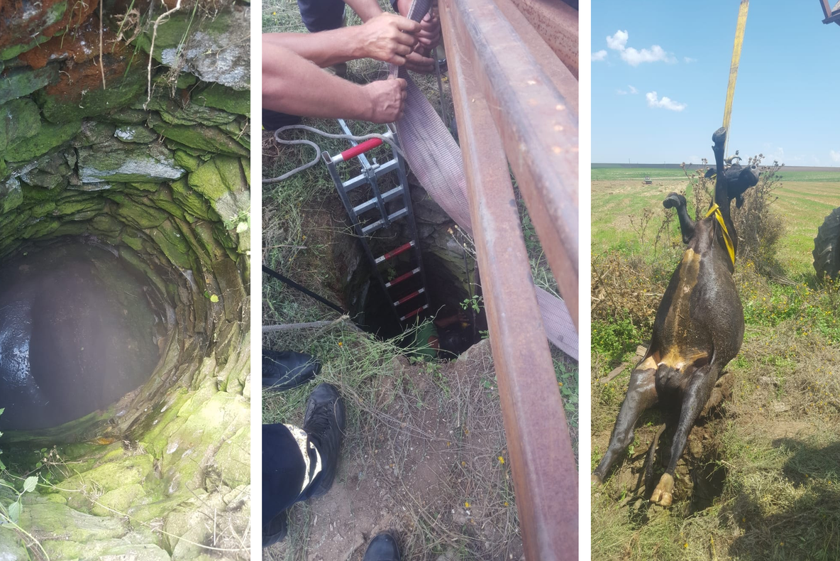 Pompierii au salvat o vacă dintr-o fântână adâncă de şase metri