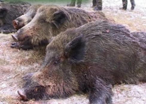 Tulcea: Suplimentare a cotei de intervenţie la specia mistreţ cu 233 de exemplare!