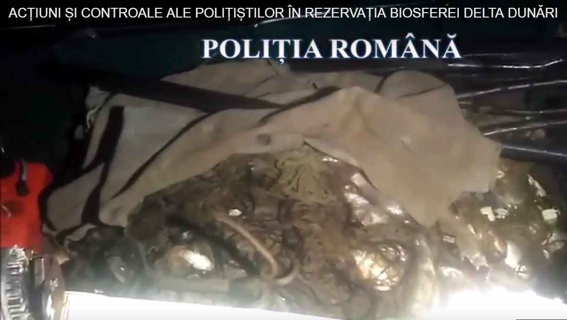 Braconajul e în floare: Peste trei sute de kilograme de peşte cu documente false!