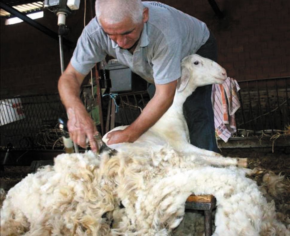 Judeţul Tulcea pe primul loc în agricultura ecologică şi printre fruntaşi la colectare lână!