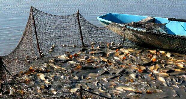 Fonduri de 20,7 milioane de euro pentru investiții în acvacultură și prelucrarea produselor pescărești