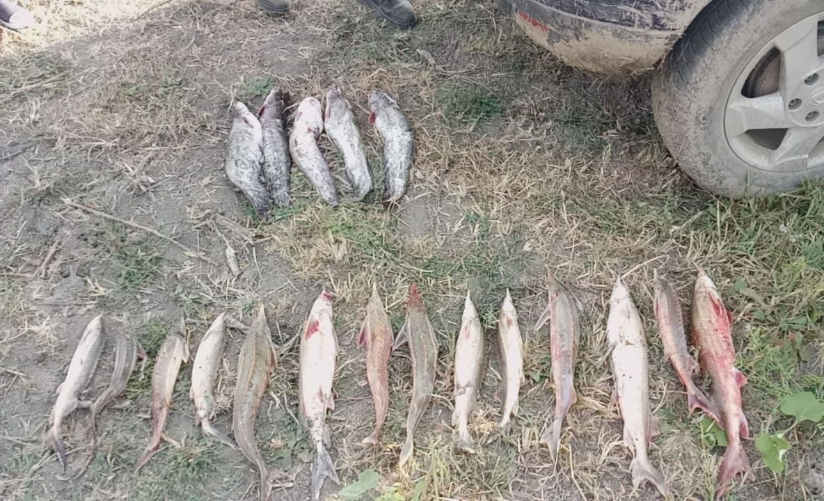 Opt kilograme de cegă într-un sac de pește, la Grindu!