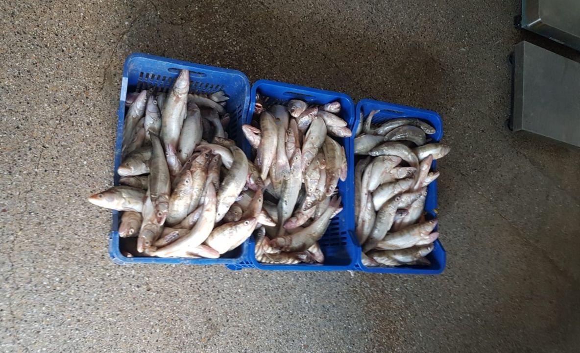 75 kg şalău fără documente legale,  confiscate de poliţiştii de frontieră tulceni