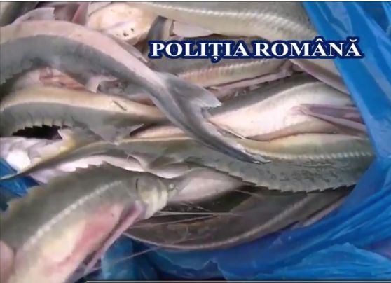 Acţiune antibraconaj: 24 exemplare de sturion din specia cegă confiscate de poliţişti