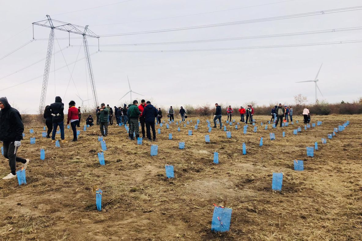 Tineri din Tulcea şi Constanţa au plantat 140 de copaci de Ziua Dobrogei