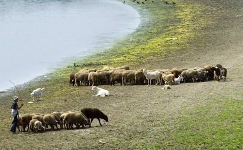 Protest al ciobanilor din comuna Grindu: vor să înece 14000 de oi!