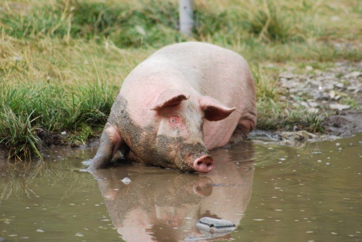 Deputatul Lucian Simion cere despăgubiri pentru porcii morți de pestă africană în Delta Dunării