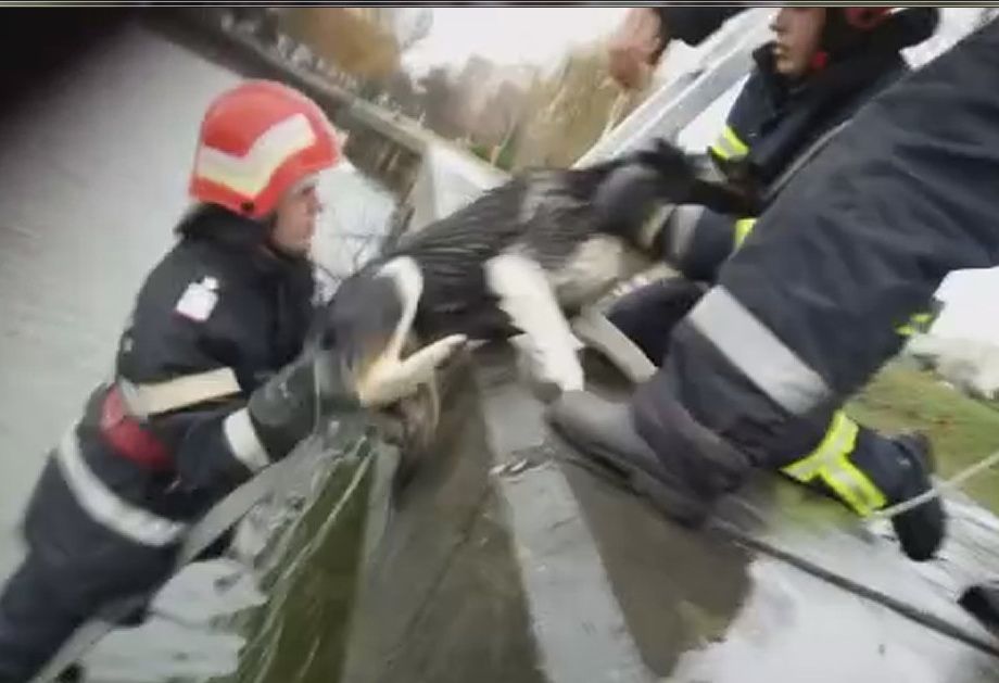 Căţel salvat de pompieri din Lacul Ciuperca