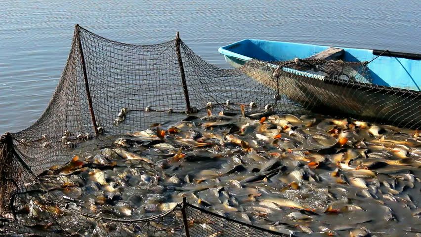 Prin lege, ajutor de stat pentru pescuit şi acvacultură!