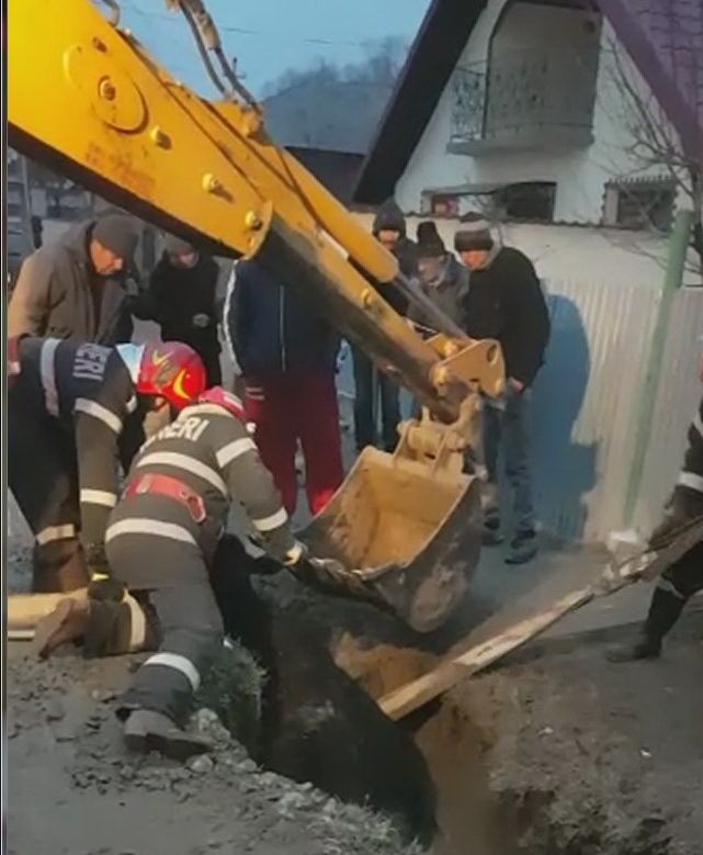 Vacă salvată de pompieri dintr-un şanţ adânc de trei metri