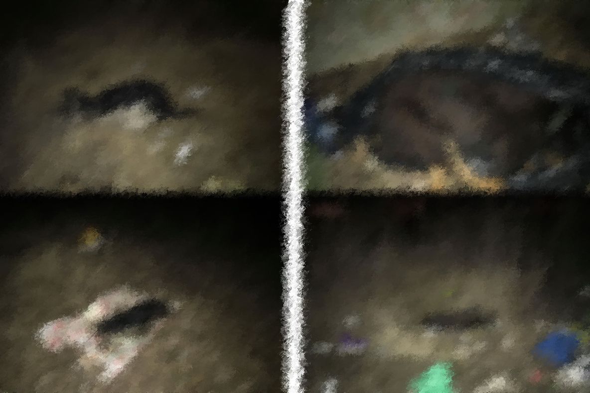 Şapte câini au fost omorâţi şi abandonaţi la ieşirea din municipiu