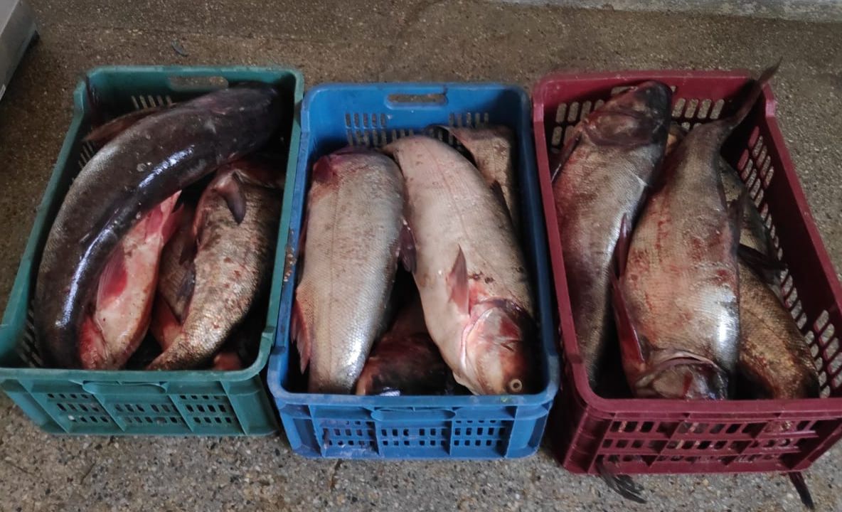 Transport de peşte interceptat de poliţiştii de frontieră