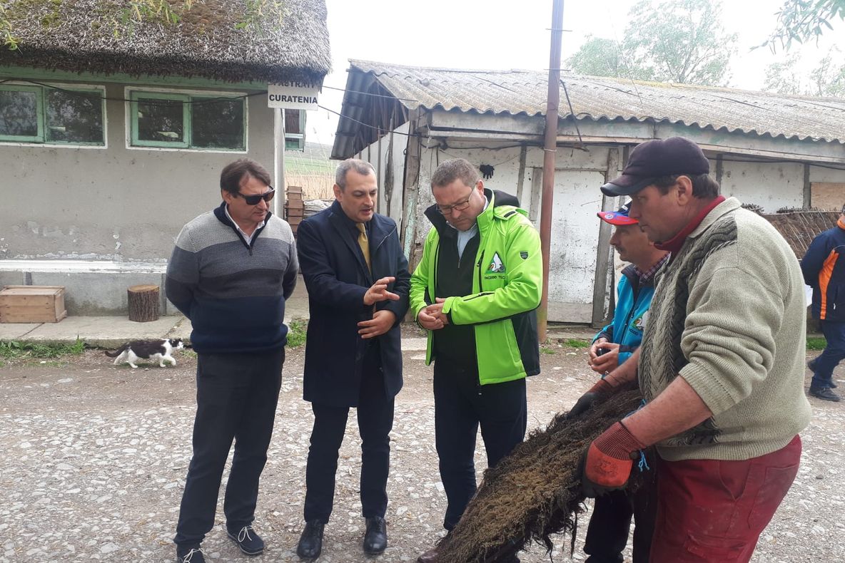 Peste o mie de cuiburi embrionate de șalău pentru Lacul Razim