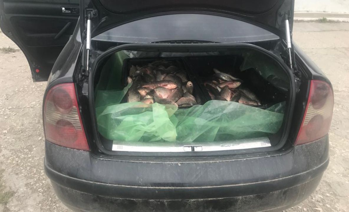 Prinși cu peștele în mașină, cercetați de polițiști