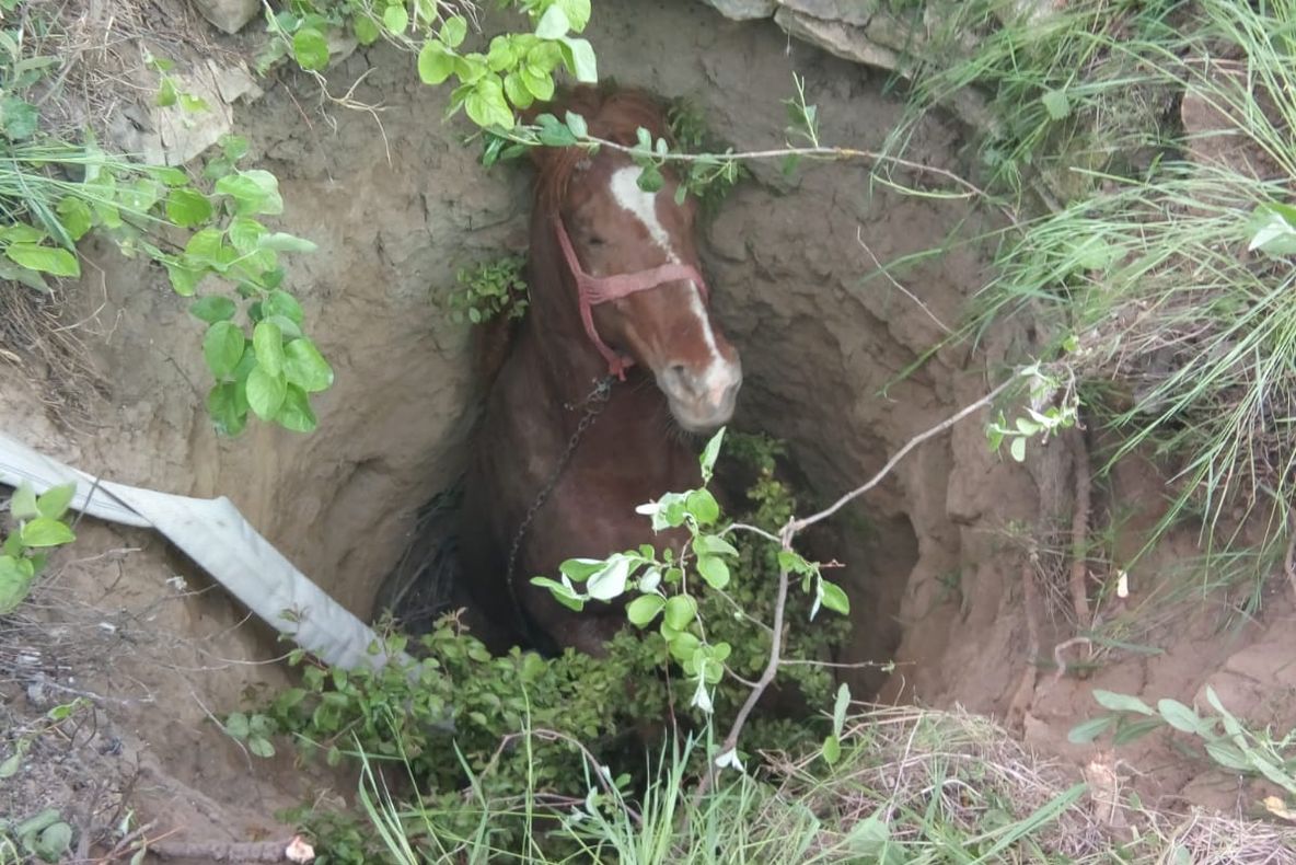 Cal căzut în fântână, salvat de pompieri