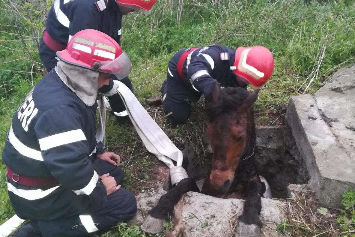Alt cal salvat de pompieri dintr-o fântână