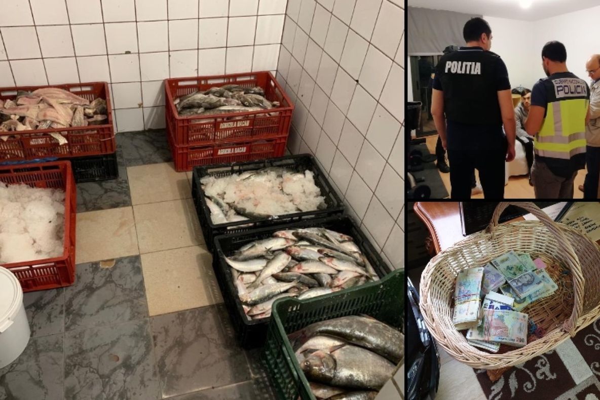 PESTE 150 DE PERCHEZIȚII DOMICILIARE - 30 DE TONE DE PEȘTE, IMPROPRIU CONSUMULUI, CONFISCAT