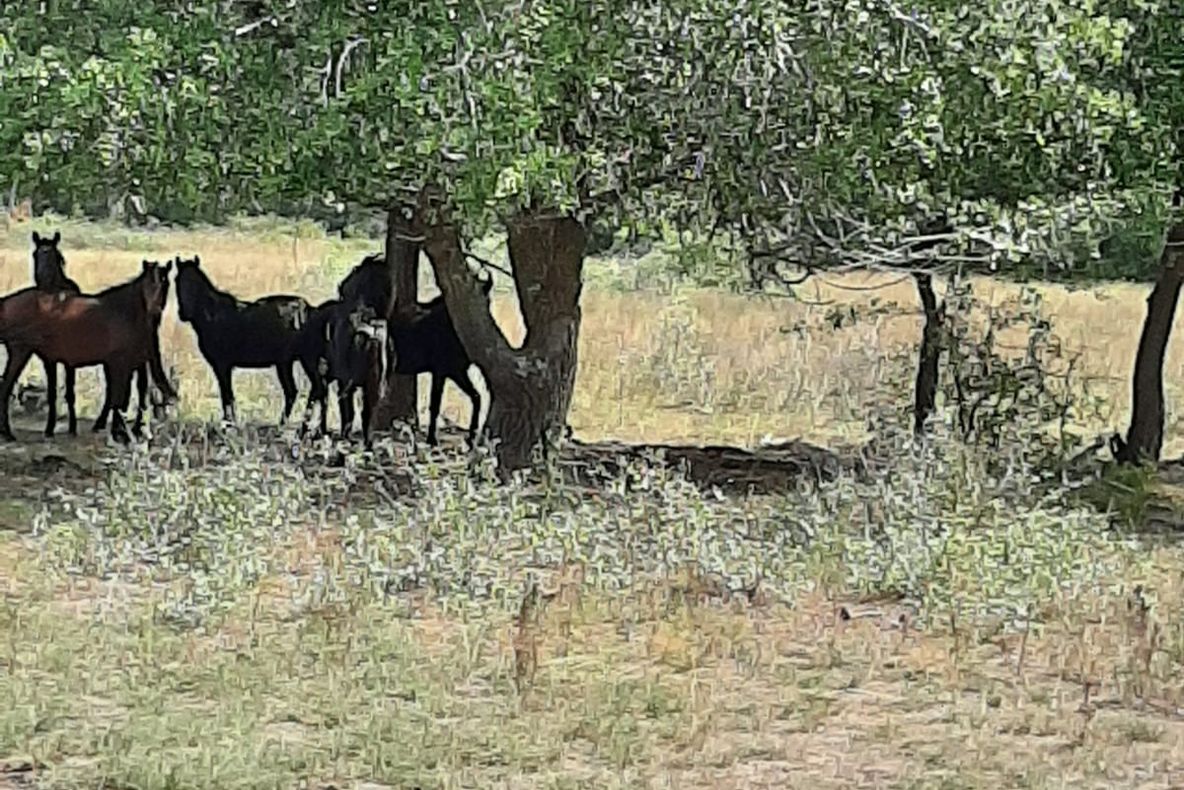 Culoar de acces spre canalul Sulimanca pentru caii de la Letea!
