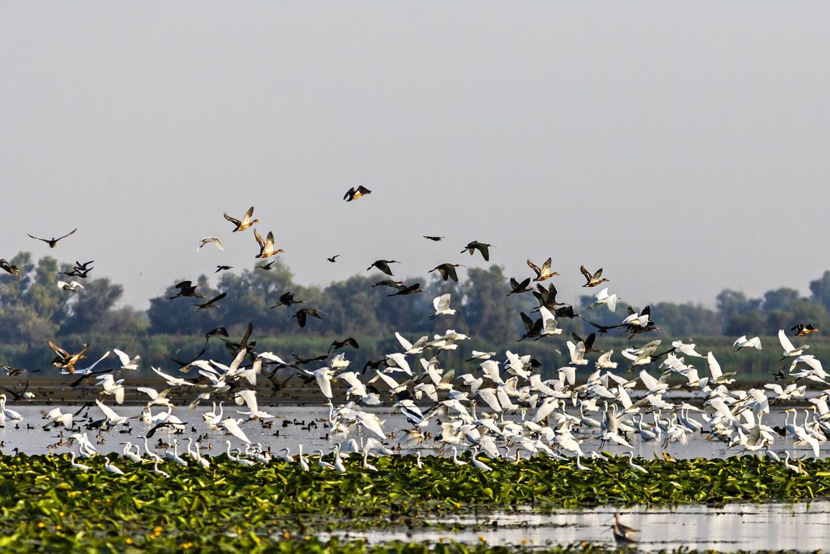 1 SEPTEMBRIE 2019 – ZIUA REZERVAȚIEI BIOSFEREI DELTA DUNĂRII