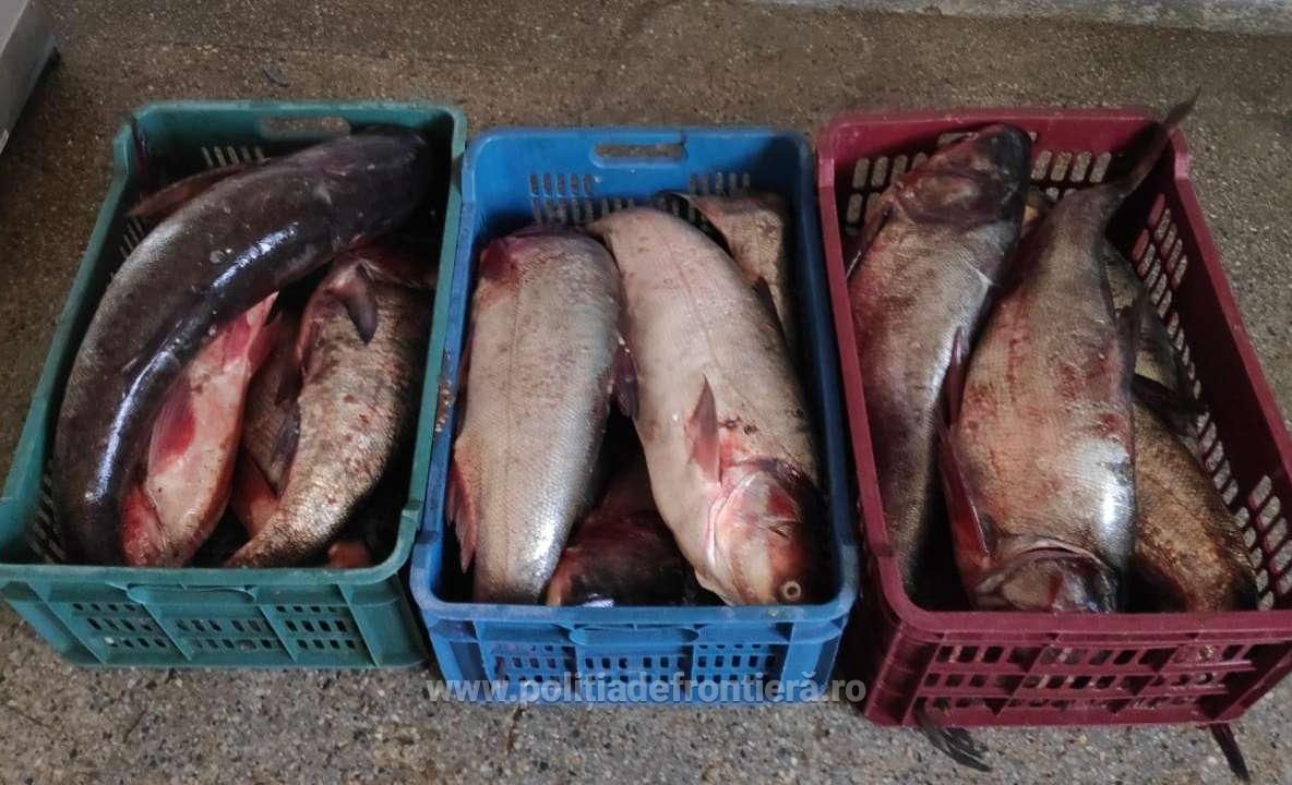 Zeci de kilograme de peşte fără documente legale, confiscate de poliţiştii de frontieră
