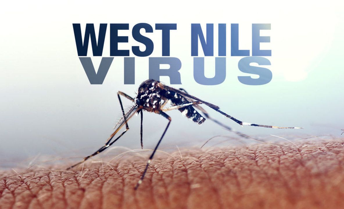 Ne omoară ţânţarii: Avem primul caz de infecţie cu virusul West Nile confirmat!