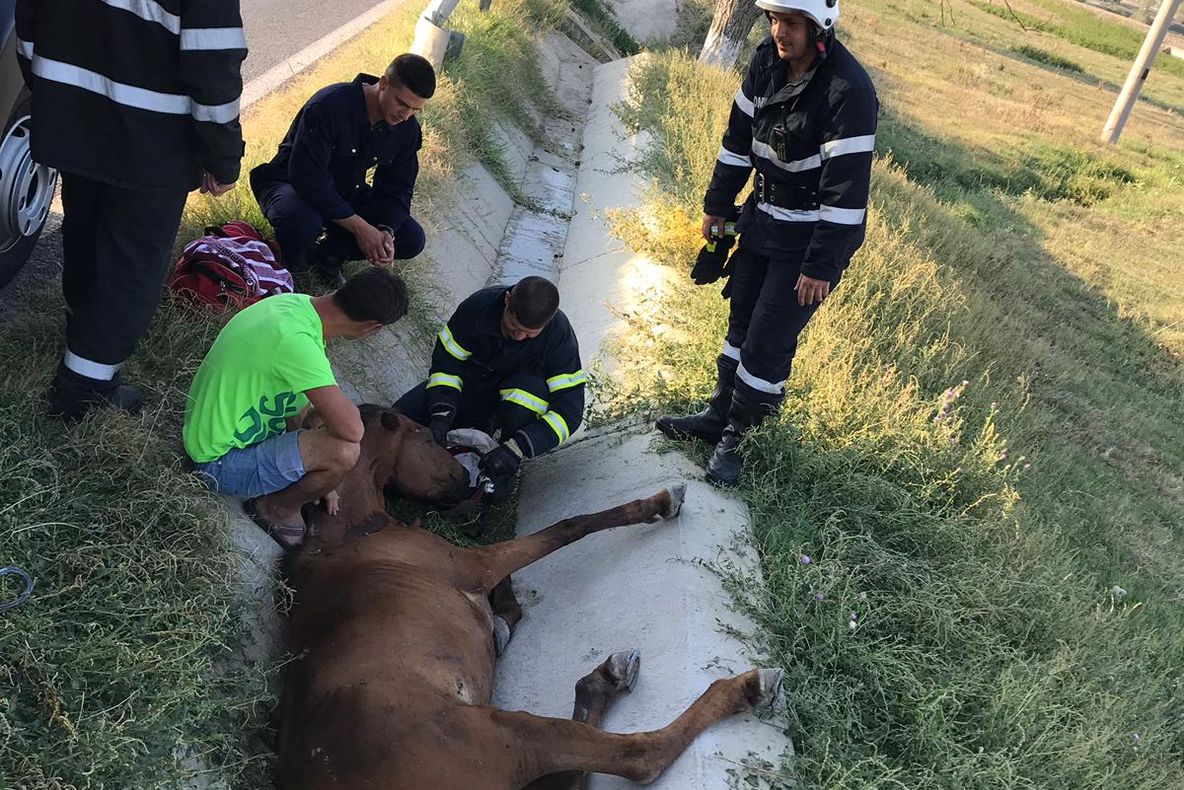 Cal căzut în rigola DN 22 salvat de pompieri