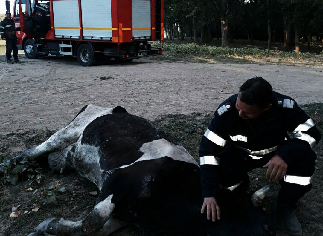 Animal înnămolit la Carcaliu, scos de pompieri