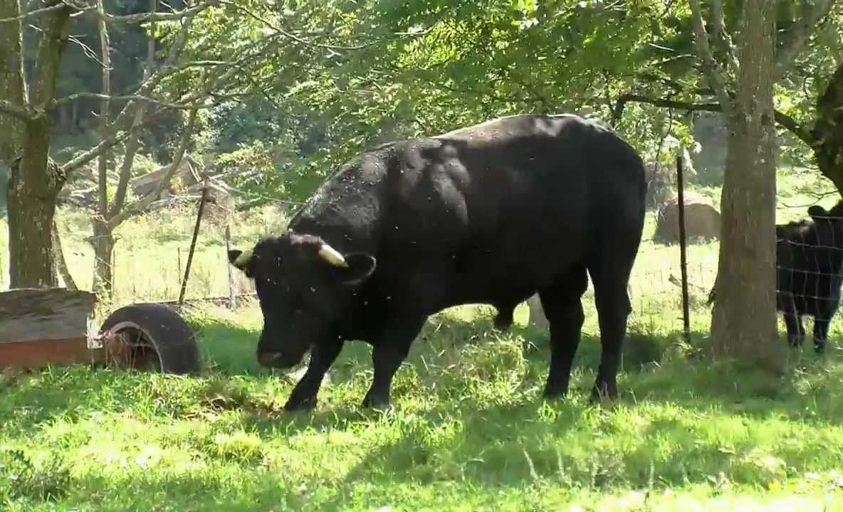 Un taur agresiv a băgat doi oameni în spital. Ambii sunt în stare foarte gravă