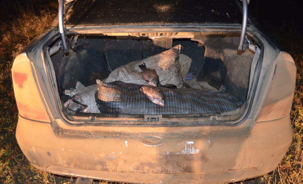 Zeci de kilograme de peşte, confiscate de polițiștii de frontieră