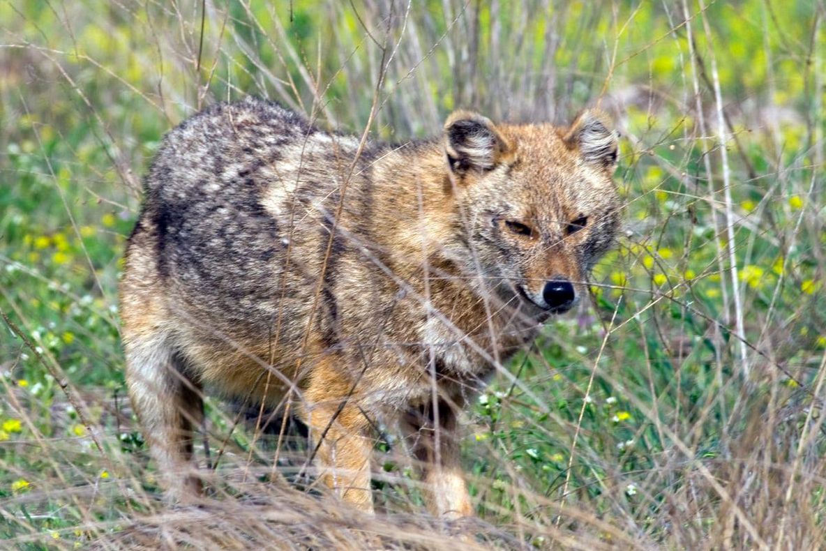 Noi acțiuni de îndepărtare a șacalilor și mistreților din perimetrul RBDD