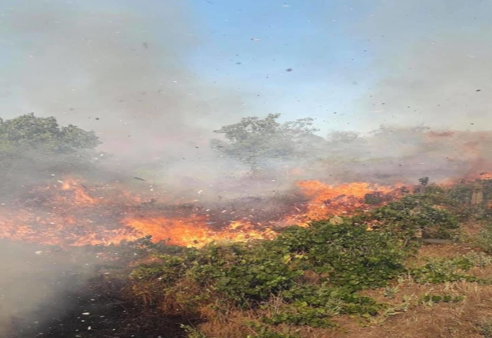 FOTO| Incendiu violent de vegetație uscată și viță de vie în județul Tulcea