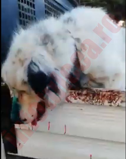 Câine maltratat în remorca unei autoutilitare