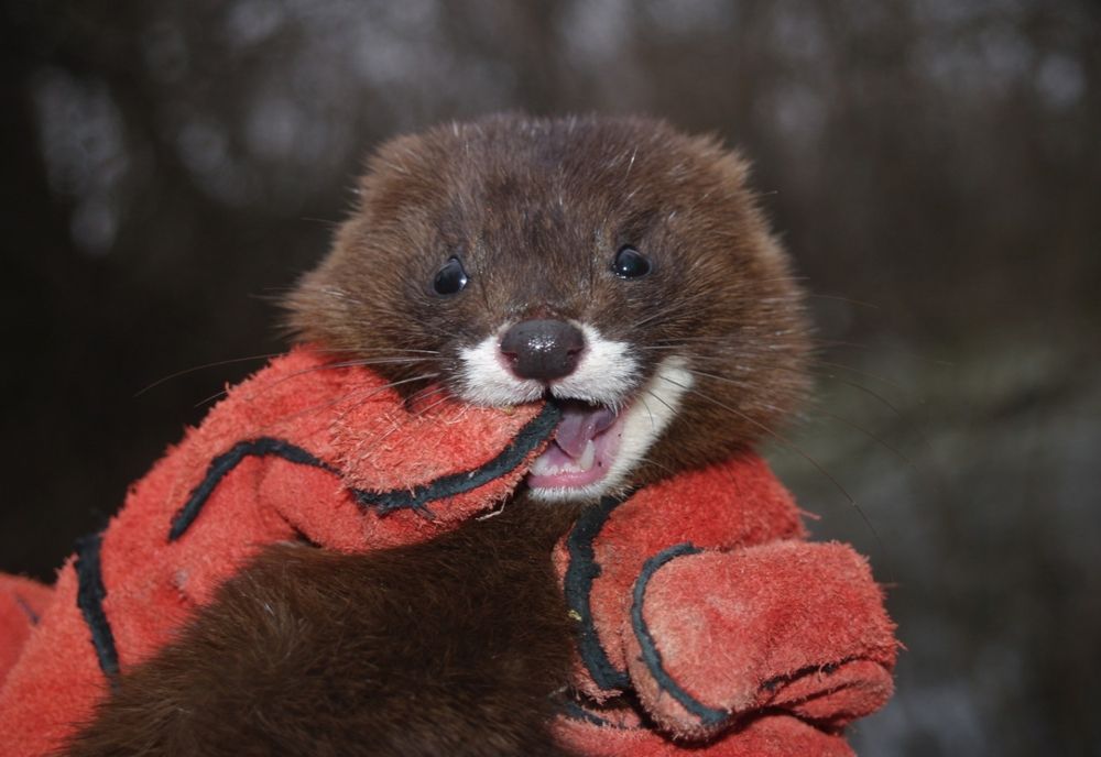 Nurcile din Delta Dunării, protejate printr-un proiect european