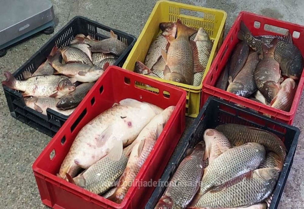 Braconieri prinși  de polițiștii de frontieră tulceni